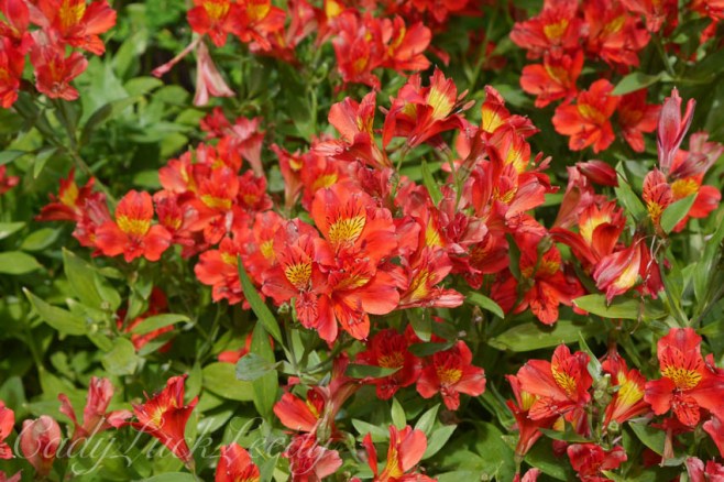 The Cottage Garden, Sissinghurst , Kent, UK