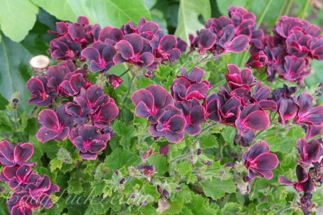 The Rondel Garden, Sissinghurst, Kent, UK