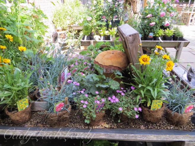 Plants For Sale, Chartwell, Westerham, Kent, UK