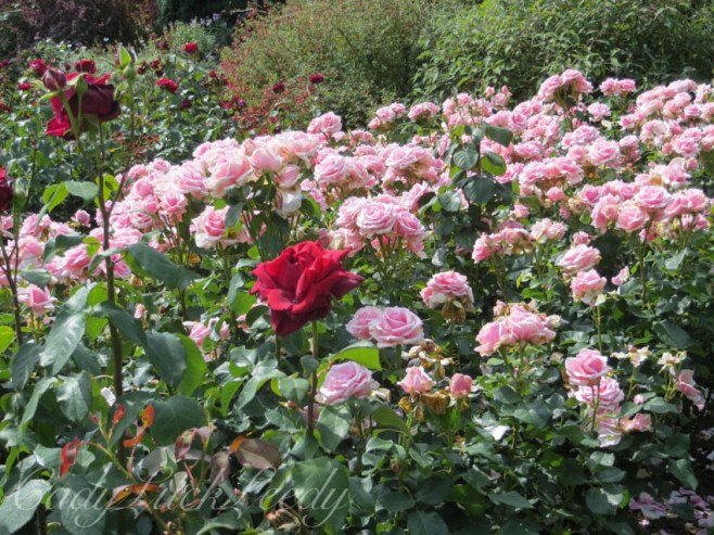 The Rose Garden at Chartwell, Kent, UK