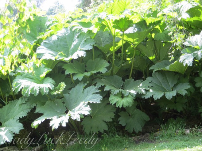 The Biggest Leaves, Chartwell, Kent, UK