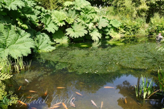The Fish Pond, Chartwell, Kent, UK