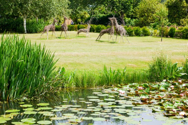 The Deer of Hever Castle, Edenbridge, UK