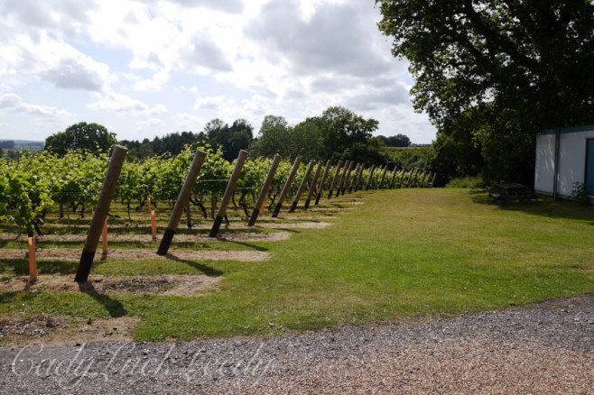 Chapel Down Winery, Tenterden, Kent, UK
