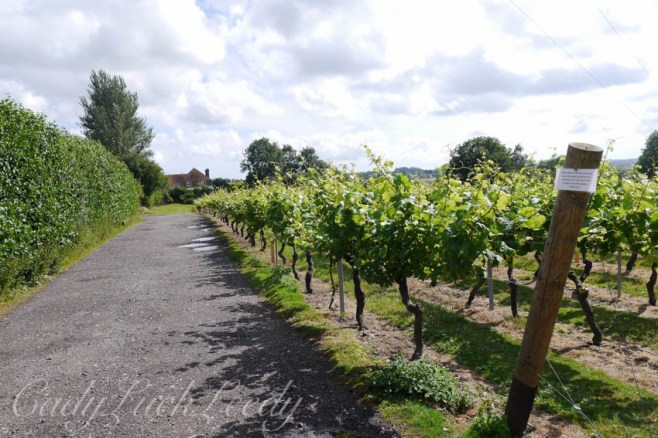Chapel Down Winery, Tenterden, Kent, UK