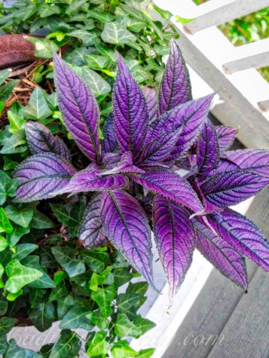 My Eggplant Colored Plant