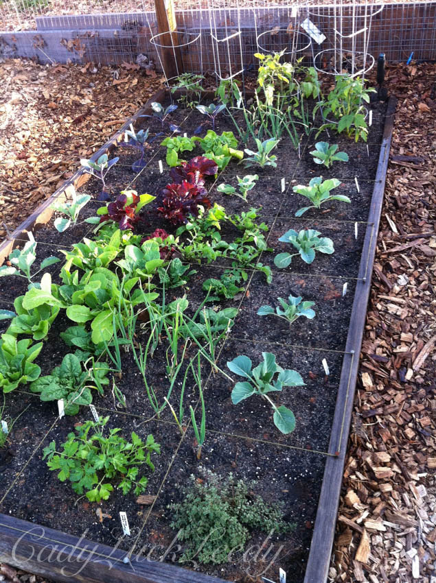 My Vegetable Garden
