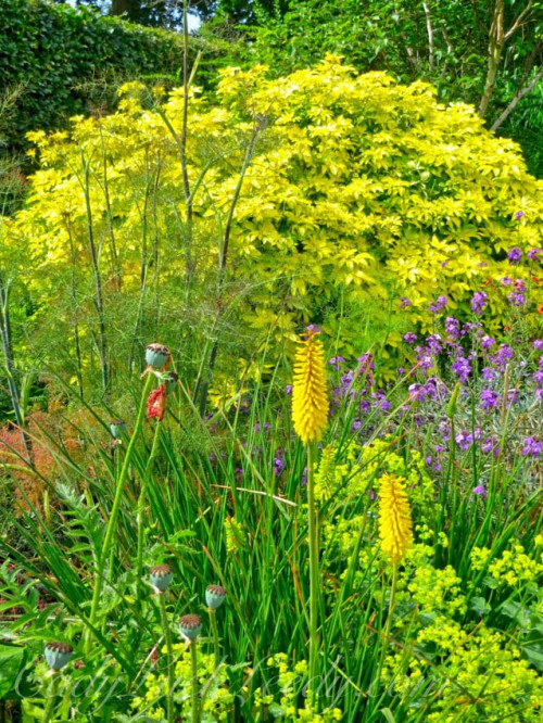 A Golden Rod With a Golden Bush in a Golden Garden in Kent!