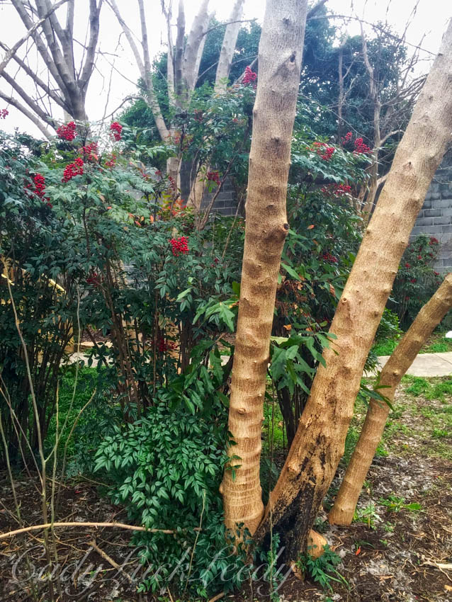 Scaly Bark Birch Tree