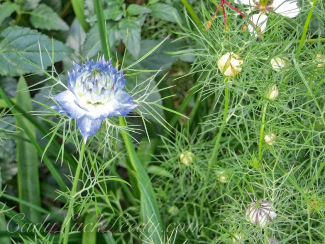 The Lonesome Cornflower Blue