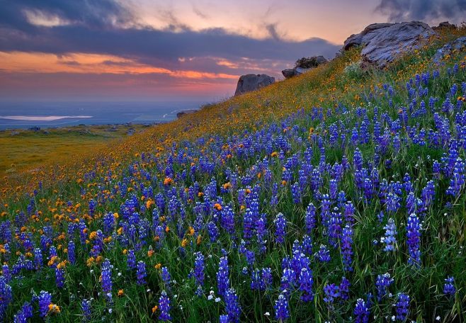 Texas Bluebells in the Hill Country of Texas