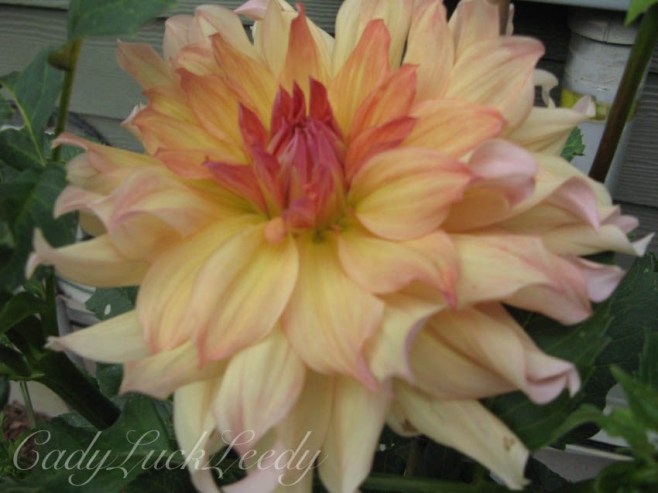 Jane Cowl Dahlia Sep 2009