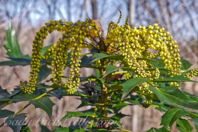 Mahonia in My Garden