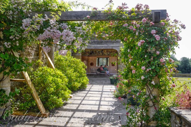 Cotton Candy Rose Garden