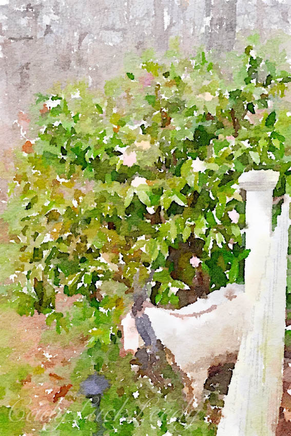  Fritz Painted in Waterlogue