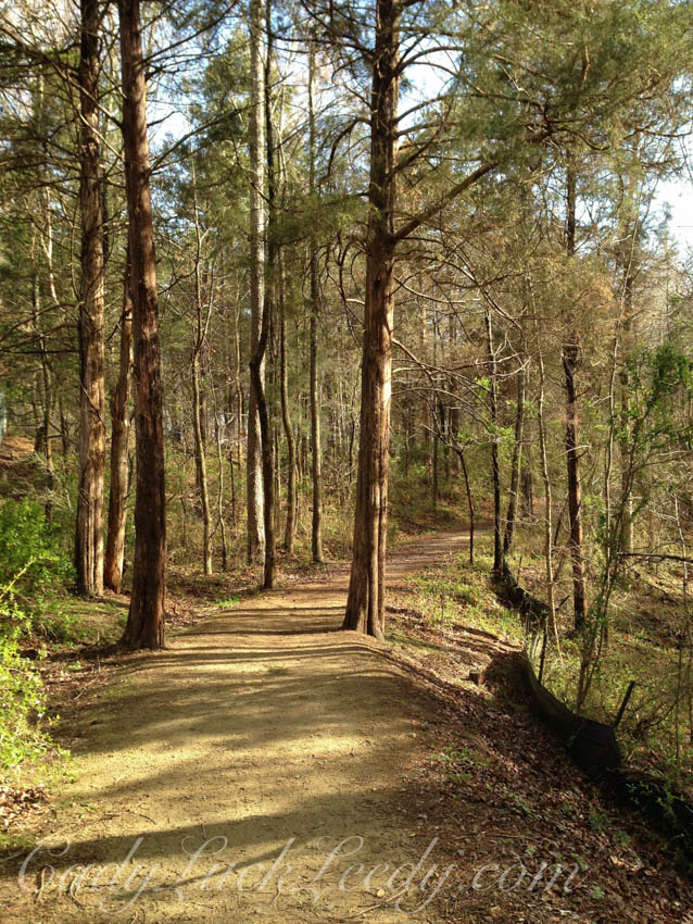 Walking Through the Pines