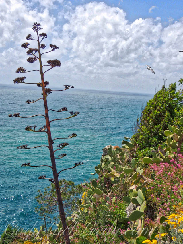 From Sea to Shining Sea!