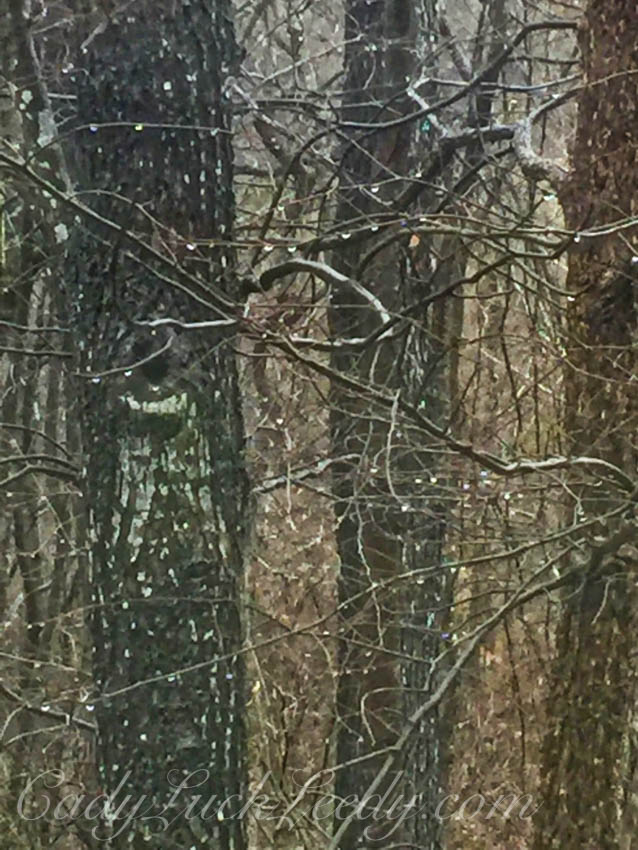 The Cheshire Cat Sits in My Tree!