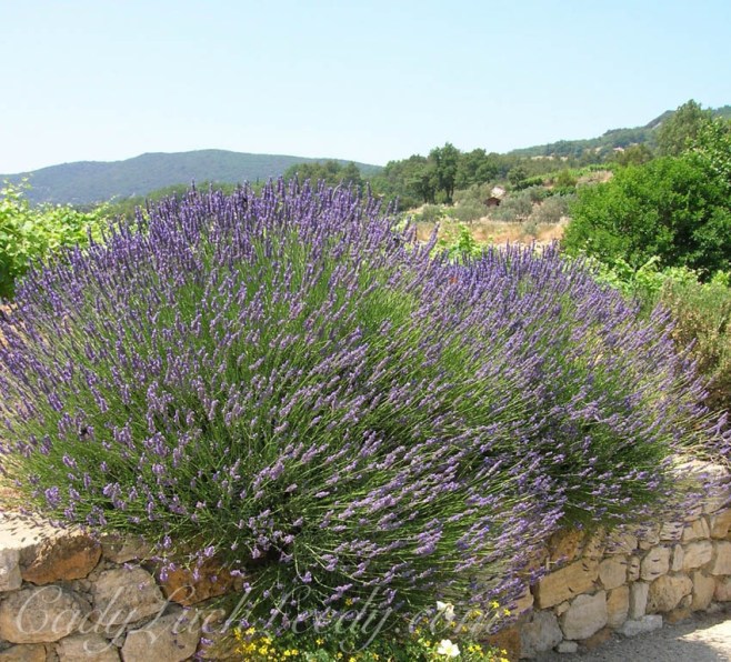 The Lavender of Le Crestet, Provence, France