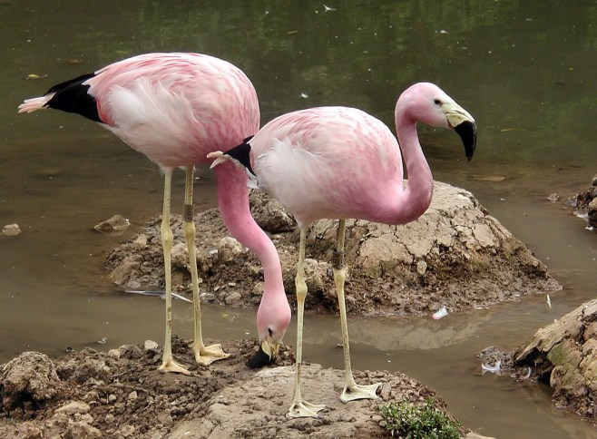 The Andean Flamingo
