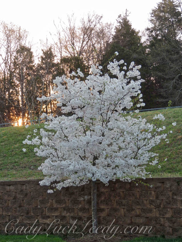 The Cherry Blossom Tree