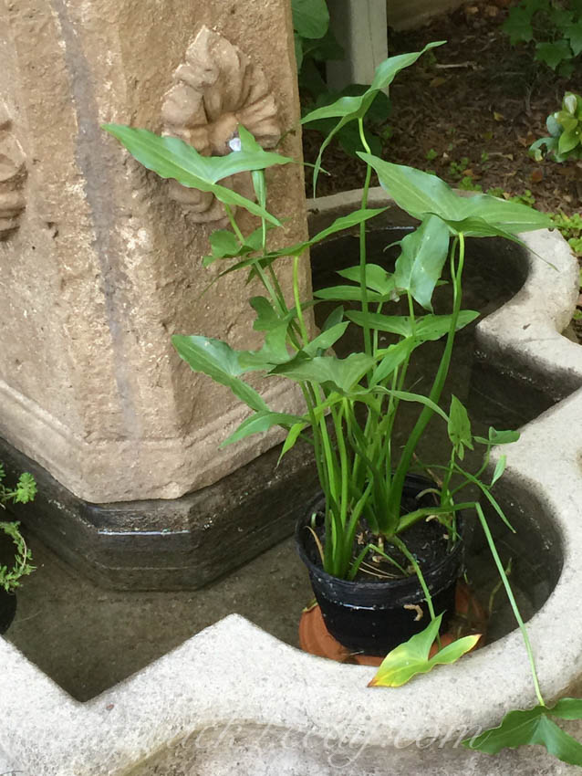 More Fountain Greens