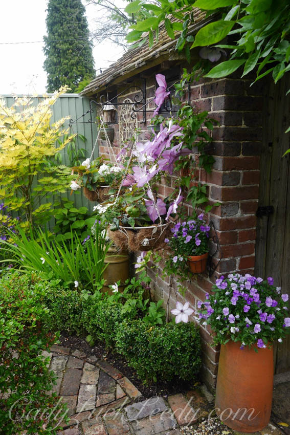 Beautiful Purple Pizzazz in the UK Cottage Garden