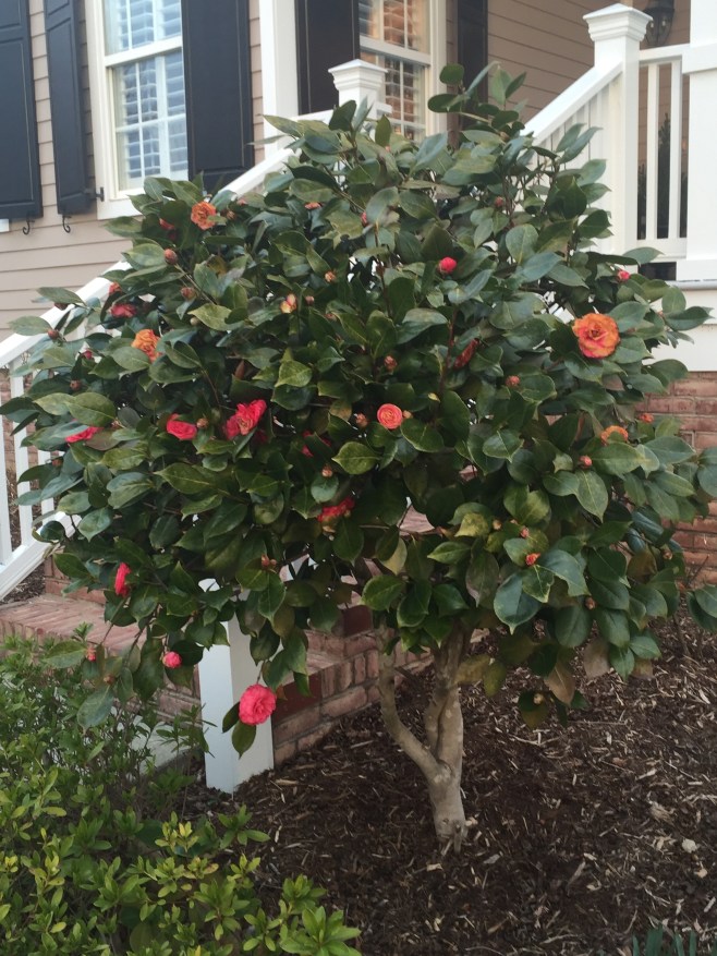 Camellias Blooming in the Garden