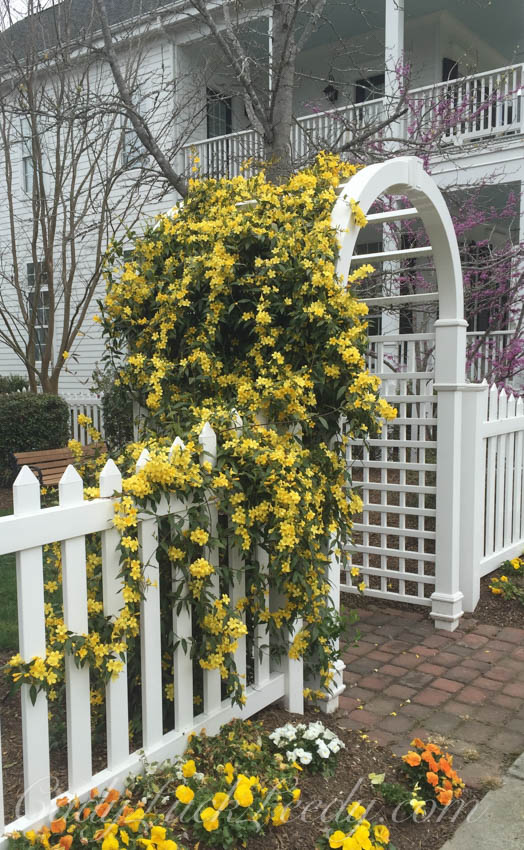 Confederate Jasmine in The Yellow Garden