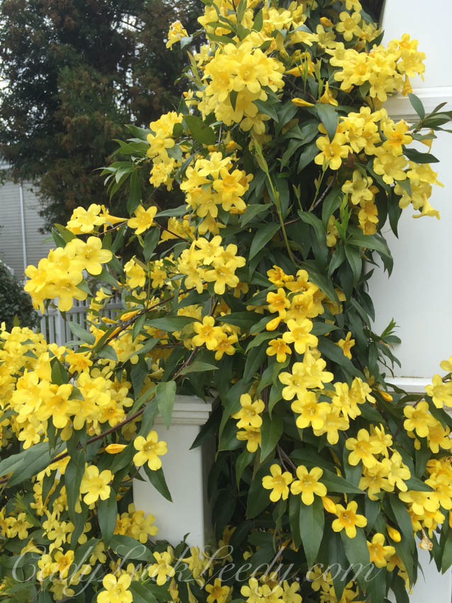 Confederate Jasmine in The Yellow Garden