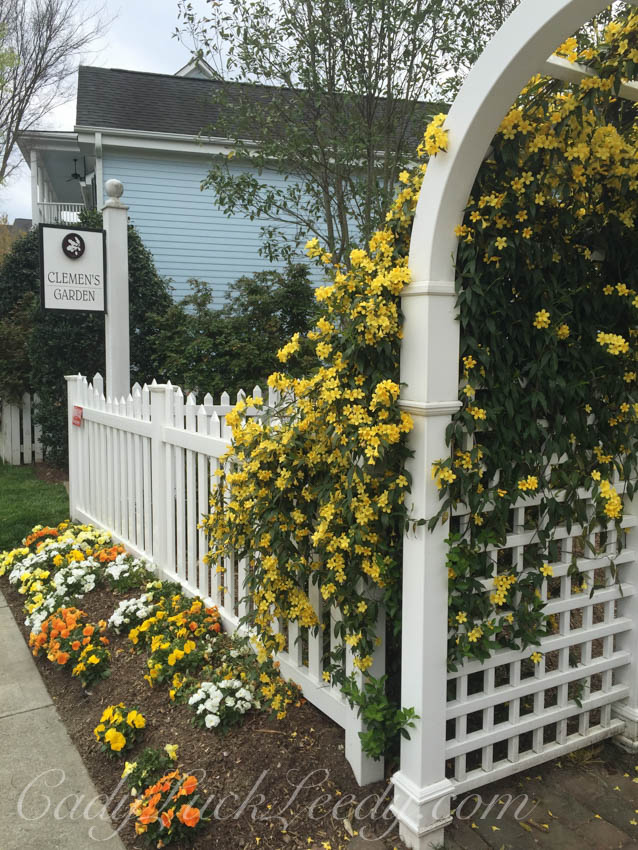 Confederate Jasmine in The Yellow Clemens Garden 