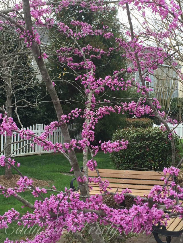 Shocking Pink Eastern Redbud Tree