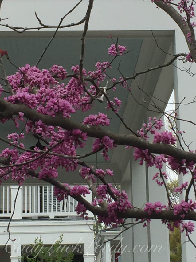 Shocking Pink Eastern Redbud Tree
