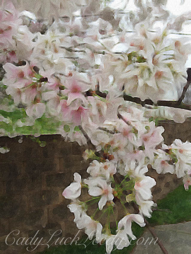 The Cherry Blossom Tree Painted in Brushstroke App