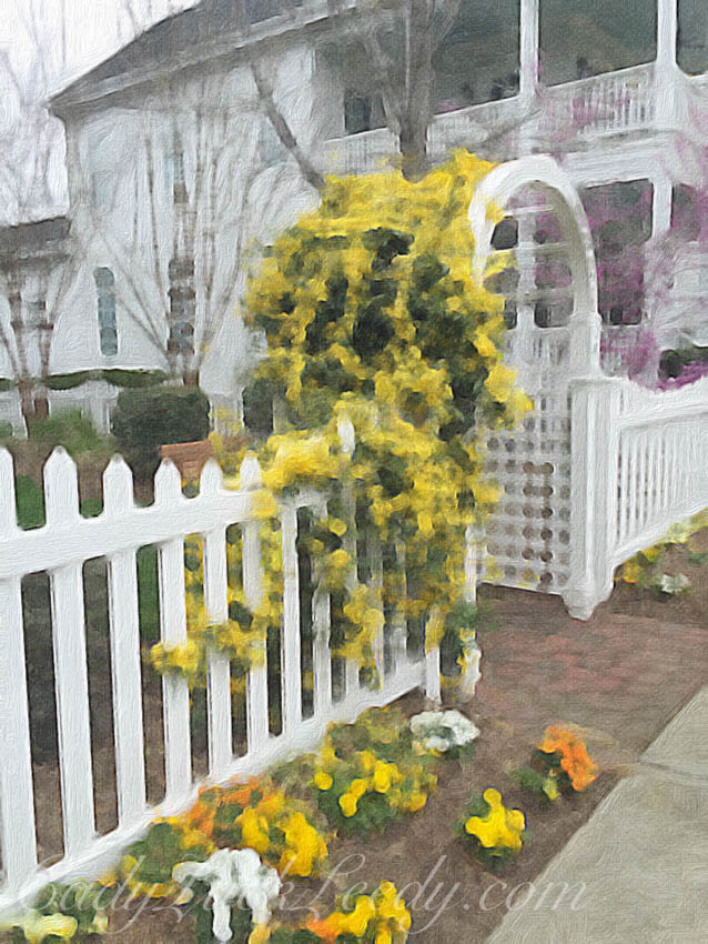 Confederate Jasmine in The Yellow Garden