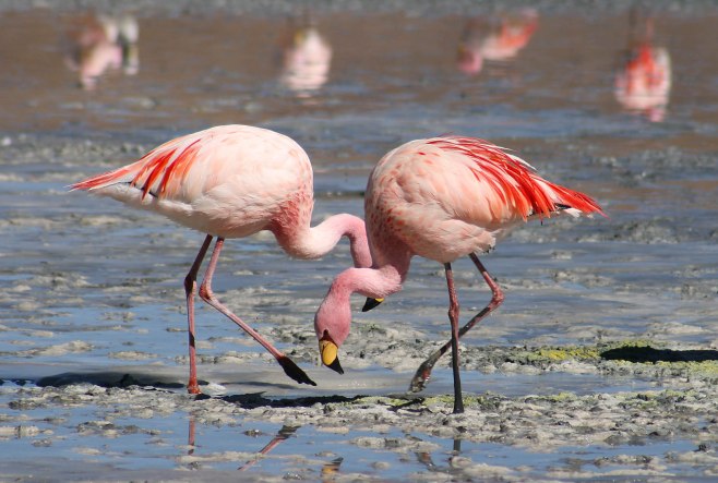 The James Flamingo