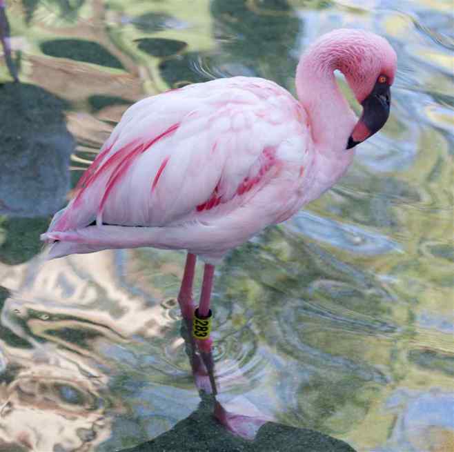 Lesser Flamingo