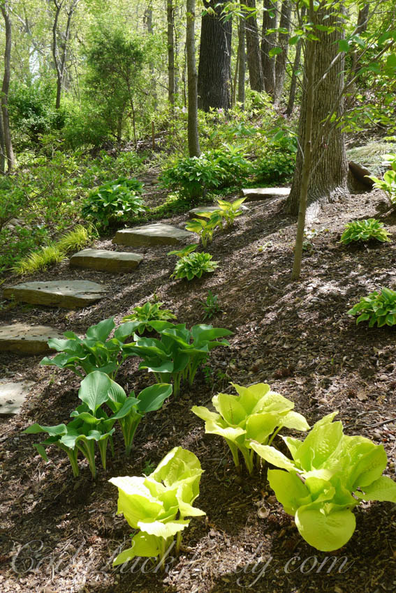Screamin' Green Hosta