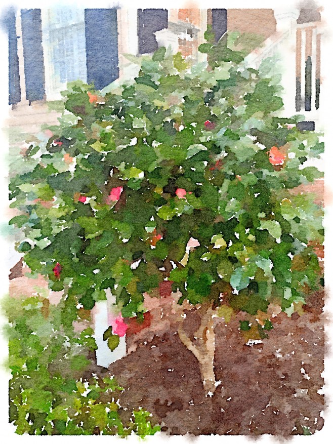 Painted in Waterlogue App