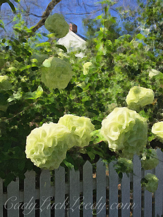 Spring Green Snowball in Brushstroke App