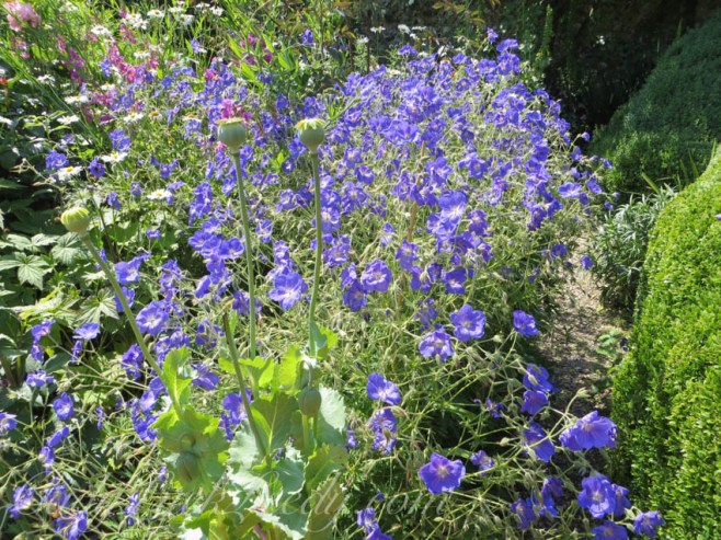 Vivid Violet at Sissinghurst Castle Gardens, Kent, UK