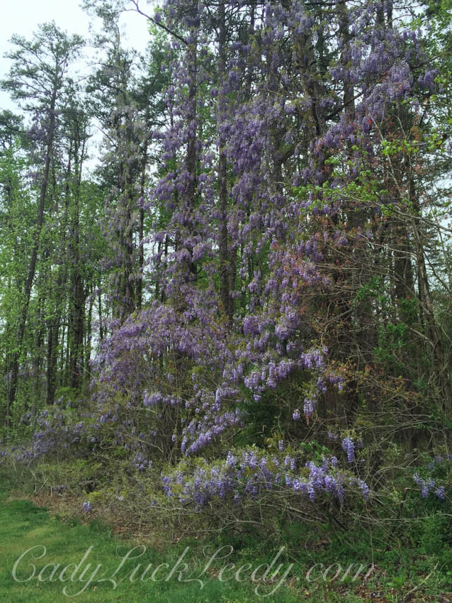 The Wisteria in the Tree