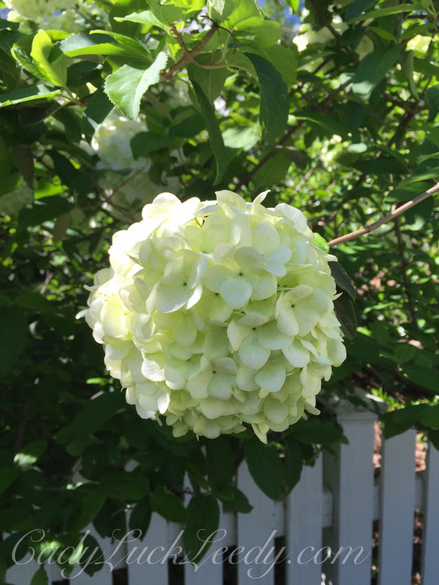 Spring Green Snowball