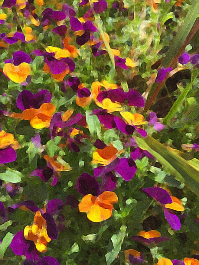 A Splash of Violas in Brushstroke App