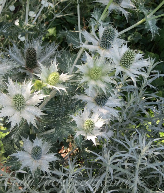Sea Holly