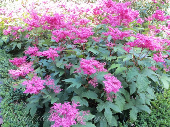 Violet Red or is It Red Violet?