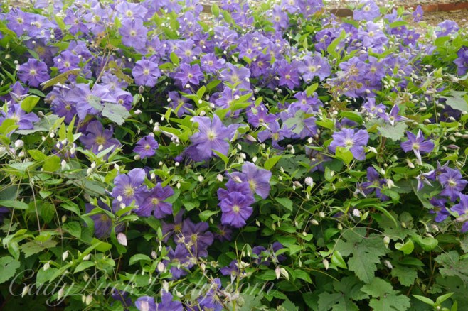 Vivid Violet at Sissinghurst Castle Gardens, Kent, UK