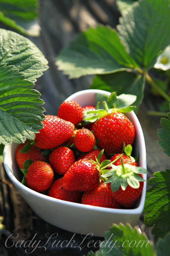 Color Your World: 120 Days of Crayola; Wild Strawberry | The