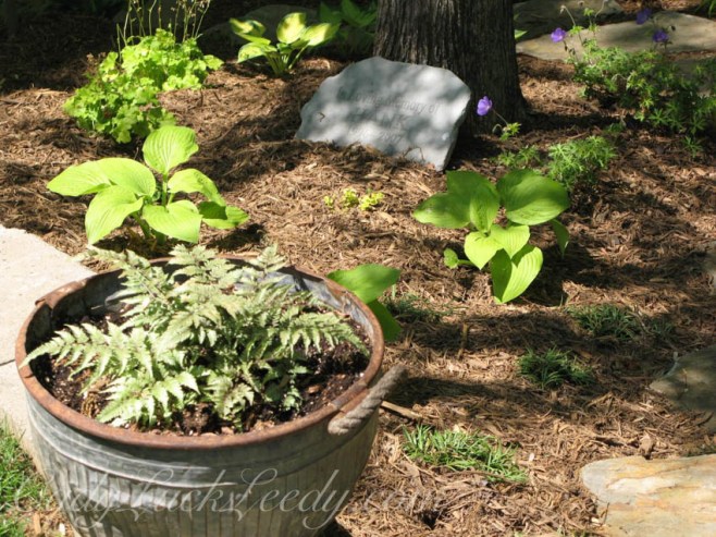 The Zinc Fern Pot in the Woodland Garden