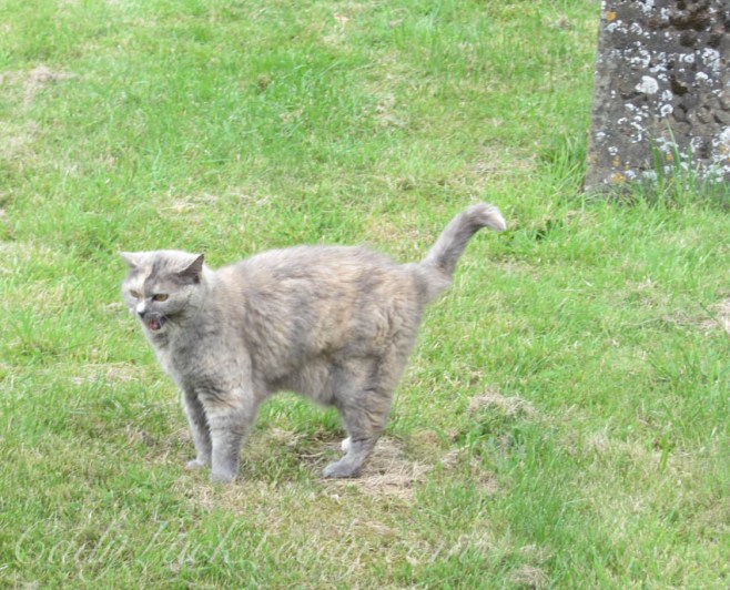 The Unhappy Graveyard Cat